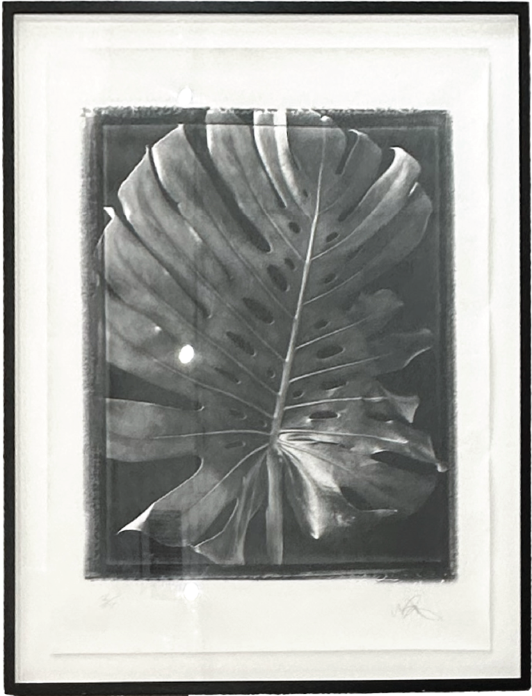 Monstera
