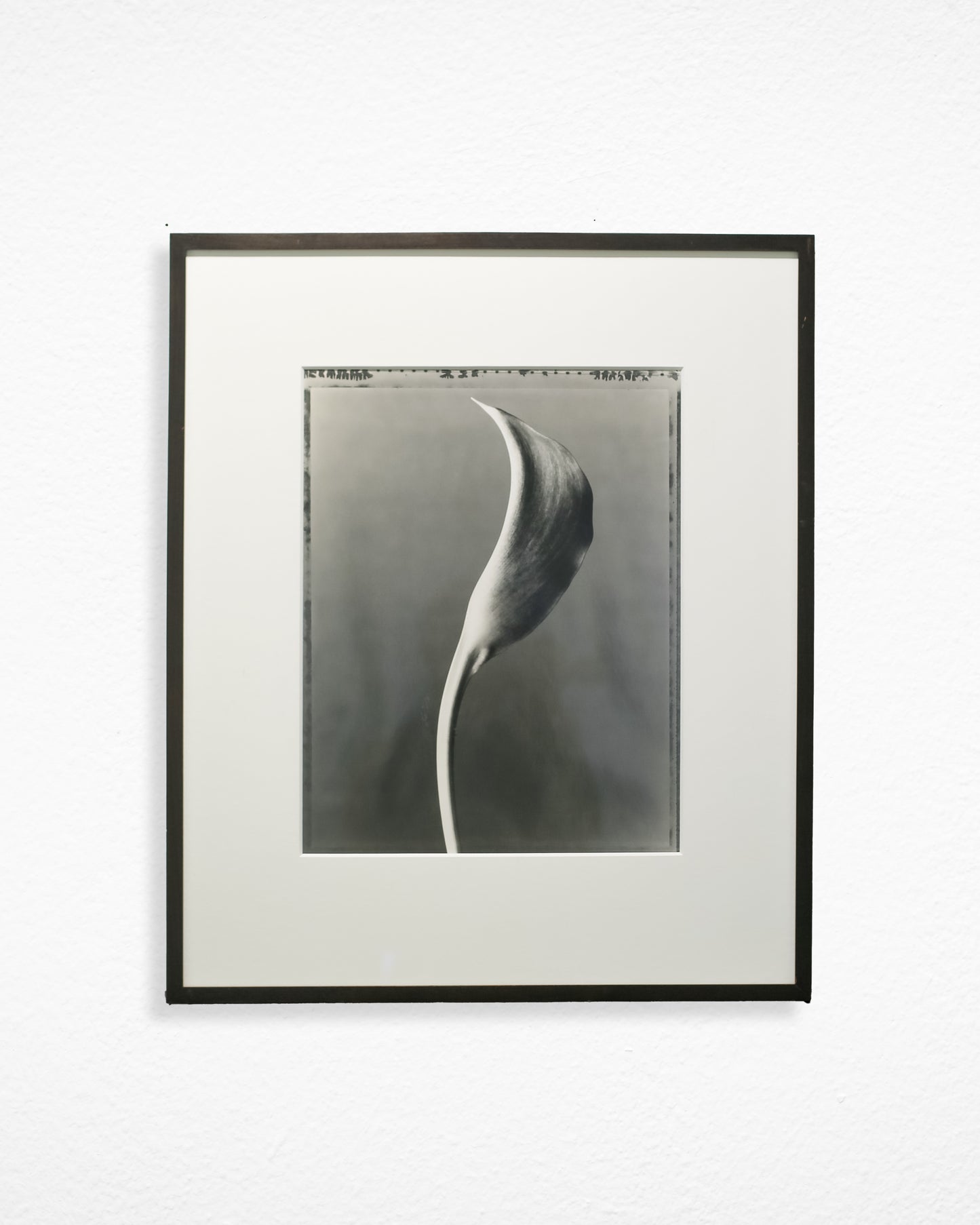 Calla Lily