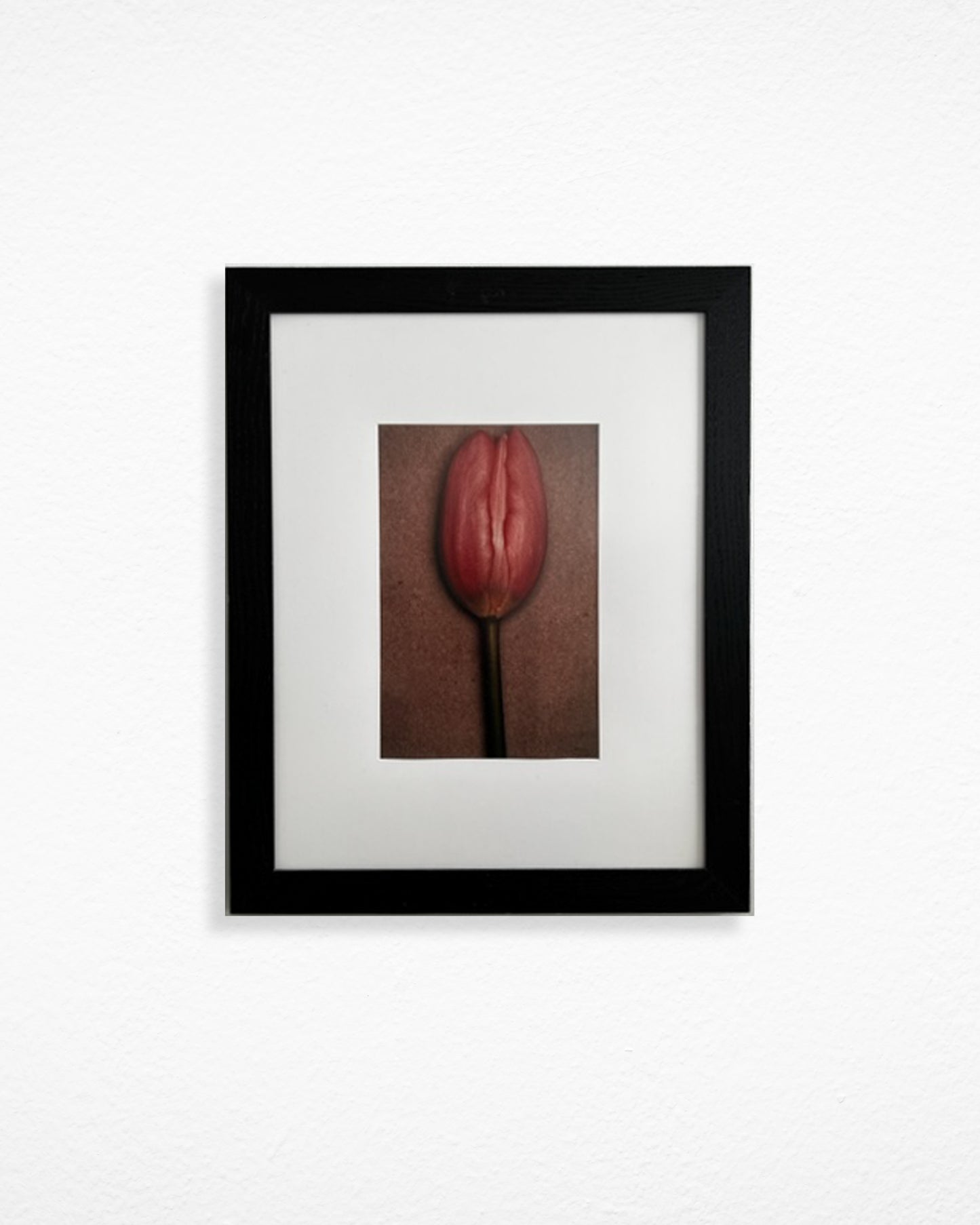 Tulip