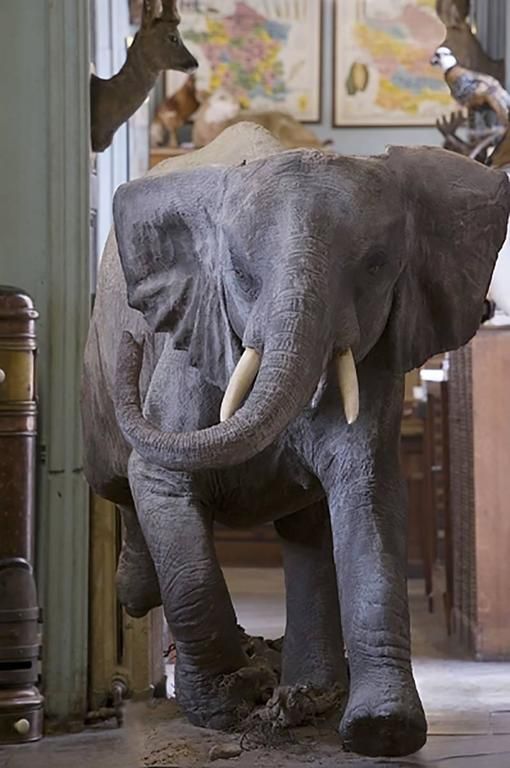 Elephant