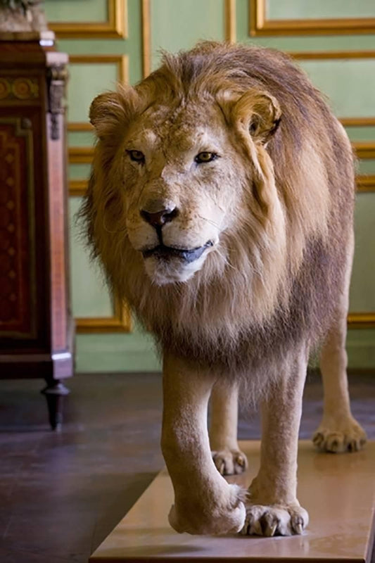 Lion at Deyrolle