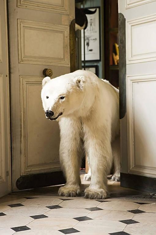 Polar Bear at Deyrolle